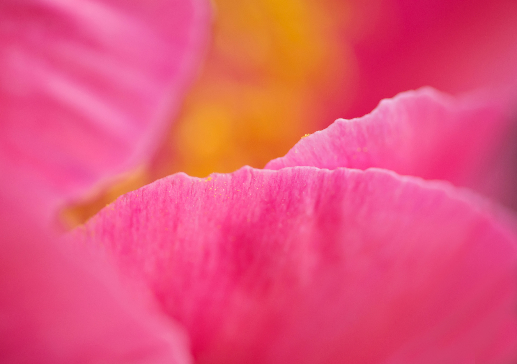 Close up of peony flower